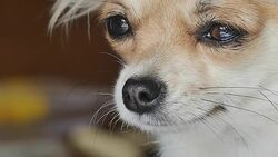 Dog close up sleepy Stock Footage