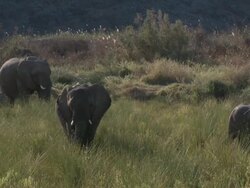 Desert Elephants (Loxodonta africana) in habitat, Ugab River Basin, Namibia: desert-dwelling population of African Bush Elephant though not distinct subspecies Stock Footage