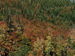 HD: Forest in autumn Stock Footage