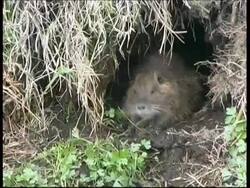 Coypu, Myocastor coypus, eating in riverbank burrow, MS, Israel Stock Footage