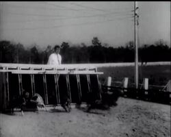 BUNNY 'DERBY' FOR MONGRELS News Clip