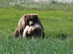 MS Shot of dominant male brown bear copulating with female in estrus, male biting female's neck, female trying to escape engagement / Alaska, United States Stock Footage