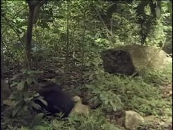WS, MS, Two young chimpanzees (Pan troglodytes) fighting for fruit in forest, Gombe Stream National Park, Tanzania Stock Footage