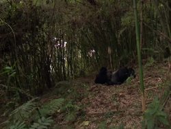 Gorillas In The Jungle Including Infant News Clip