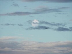 Bird flying against dusk sky  Stock Footage
