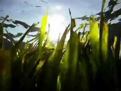 Posidonia moving with tides, underwater Stock Footage