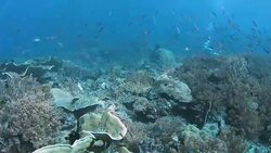 Rich Coral Reef, Raja Ampat, Indonesia Stock Footage
