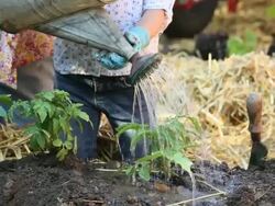 MS TD Grandmother and Grandaughter Watering Plants in Vegetable Garden / Richmond, Virginia, USA Stock Footage