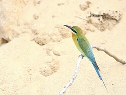 Blue tailed Bee eater on a branch.(Merops philippinus) Stock Footage