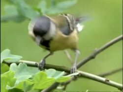 CU Great Tit (Parus major) foraging for caterpillars in tree, UK Stock Footage