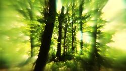 Blurred Forest Stock Footage