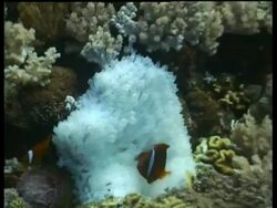 Two Tomato Clownfish swimming over whte Anemone, Sipadan, Borneo, Malaysia Stock Footage