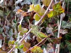 Ivy Stock Footage