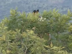 Giraffe Stock Footage