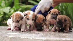 Close up of female hand washing puppy dog Stock Footage