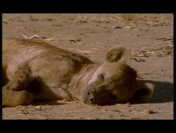 CU Spotted Hyena (Crocuta crocuta) asleep in sun, Botswana Stock Footage