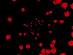 HD: Animated Red Roses Stock Footage
