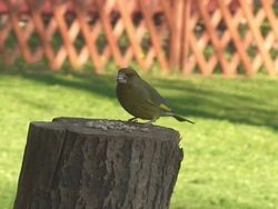 Greenfinch and Sparrow Stock Footage