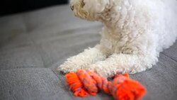 Dog play game with rope toy in woman hand Stock Footage