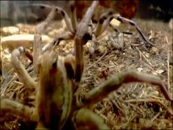 Wolf spider (family Lycosidae) courtship, palp waving and advance, Andalusia, Southern Spain Stock Footage