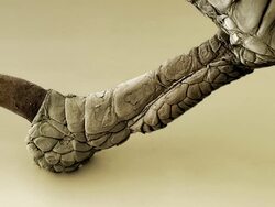 Chaffinch foot. Animated coloured scanning electron micrograph (SEM) of a chaffinch foot (Fringilla coelebs). This bird is a common species found in gardens and woodlands all over Europe Stock Footage