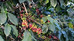 Coffee crop Stock Footage