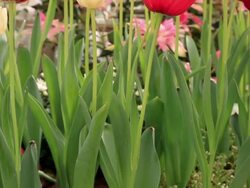 Tulips in spring Stock Footage