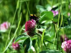 Bumblebee (RED ONE 1080) Stock Footage