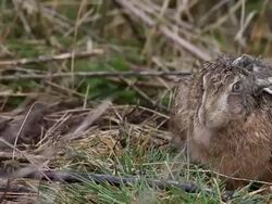 Bird Life At Elmley Marshes Stock Footage
