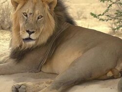 Lion Stock Footage