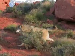 MS TS A pair of Gray Wolves (Canis lupus) run to meet one another. /Utah, USA Stock Footage