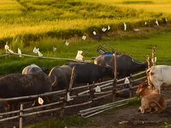Cattle of farmer in Thailand Stock Footage