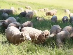 Sheeps Stock Footage
