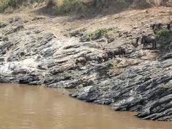 Great Wildebeest Migration in Kenya Stock Footage