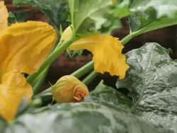 Close Up static _ Zucchini flowers open and close Stock Footage