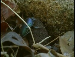 CU Dung beetles burying dung ball, Bandhavgarh National Park, India Stock Footage