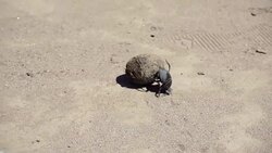 HD: Dung Beetle and it's Poo Stock Footage