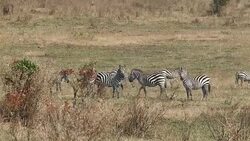 Zebra Grazing at Savannah Stock Footage