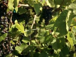Bunches of grapes in the shrubs Stock Footage