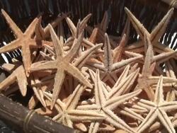 Basket of Star Fish, Push Stock Footage
