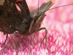 Red Admiral (Vanessa atalanta) feeding on Sedum, UK Stock Footage