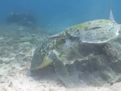 MS Green Turtle pair, male fighting to mate female, Sangalaki, Indonesia Stock Footage
