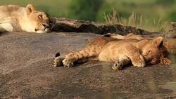 Lioness resting with cubs Stock Footage