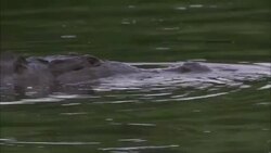 A crocodile lurks snout deep in a river. Stock Footage