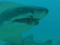 MS TS Shot of Single spotted ragged tooth shark swimming towards camera / Sodwana Bay, KwaZulu Natal, South Africa Stock Footage