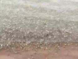 MS PAN Thousands of sandpipers lift off from beach and flying over sea / Wolfville, Nova Scotia, Canada Stock Footage