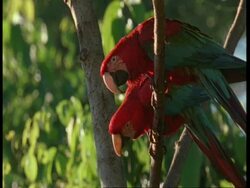 MS Red and green Macaw, Ara chloropterus, pair of Macaws sitting in tree together, Amazon, South America Stock Footage