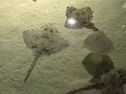 HD Ray fish Stock Footage