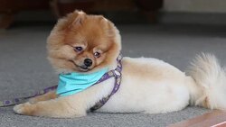 Pomeranian dog Stock Footage