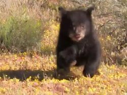 MS TS ZO Baby Black Bear (Ursus americanus) runs toward camera, stumbles, gets up, and then runs again. /Utah, USA Stock Footage